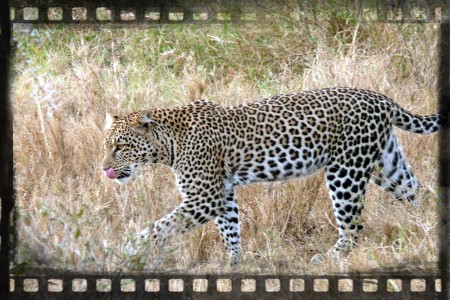 Leopard2.jpg