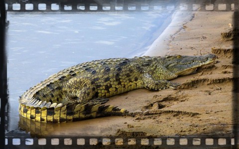 Nile Crocodile2.jpg
